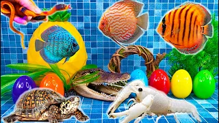 Colorful fish surprise, lobster, snake, koi, cichlid, betta fish, turtle, butterfly fish, discus