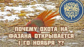 Почему охота на фазана открывается 1 ноября ! Почему охотник с собакой может охотиться раньше ?!