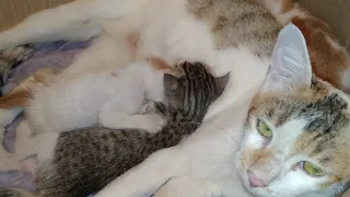 Orphan Kitten Searching For Milk Bar After Nursing Mother Cat Adopted Him