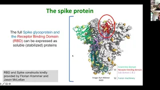 SAIS/Immunopaedia Webinar on Antibody responses & serology testing