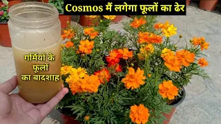 गर्मियों के फूलों का बादशाह Cosmos || Best Fertiliser For Cosmos|| Cosmos Plant Care Tips in Hindi