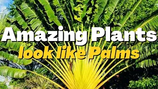 5 Amazing Plants That Look Like Palm Trees But are not real or true palm