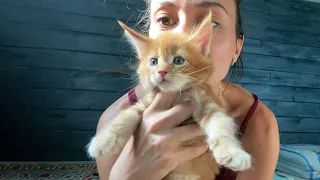 MAINE COON KITTENS BARK AND RESENT THE TRIMMING OF THEIR CLAWS