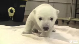 Cubs First Steps