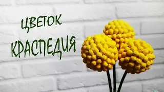 Очаровательные желтые цветы / Краспедия из ватных палочек