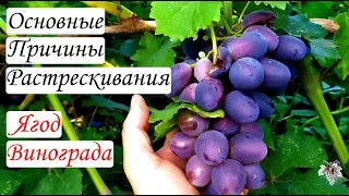 Основные причины растрескивания ягод винограда