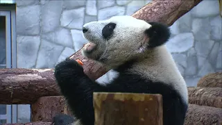 Putin and Xi visit pandas at Moscow Zoo | AFP