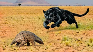 Here's How a Panther Hunts...Amazing Moments Captured on Camera.....