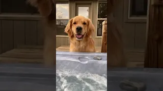 Hot Tub Beer - Golden Retriever Life #Shorts