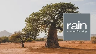 Ingredient Journeys - Baobab: The Upside Down Tree of Africa