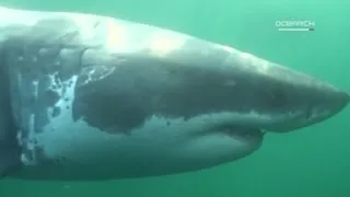 Baby great white shark caught near Long Island