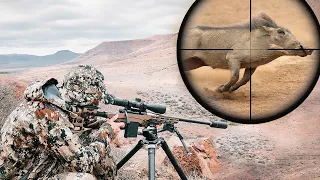 Hunting Warthogs In Africa - Animals Of Opportunity