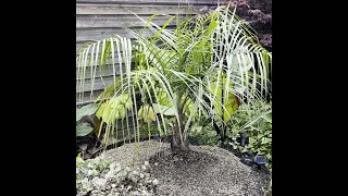 Planting A Rare Hybrid Palm In A Tropical UK Garden