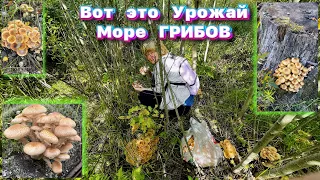 Море Грибов, Вот это Урожай, Косим Грибы, Грибы на Опушке, на пнях, Клюква, Клещи смотрите на ютуб