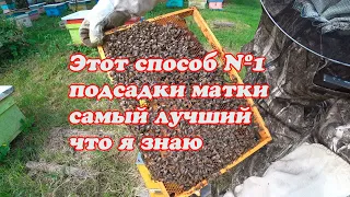 ТРИ ПРОВЕРЕННЫХ МНОЙ СПОСОБА ПОДСАДКИ ПЛОДНЫХ МАТОК