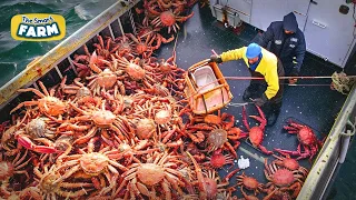 AMAZING King Crab Catching | Discover The Fishing of Tons of Alaskan Red King Crab