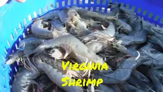Virginia Shrimp For Real