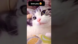 cute cat is saying something to me #funnyanimals #funnyshorts #cat #cutecat#funnycats #shorts