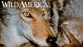 Wild America | S7 E8 Wild Dogs | Full Episode HD