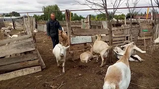 Бодучие козы