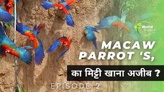 The Wild Macaw parrot's | Full Episode 1 | Hindi Documentary.