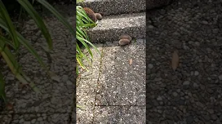 Hedgehog babies cry for their mom