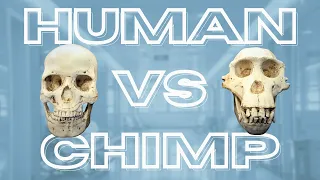 What Makes Humans Different From Chimps?