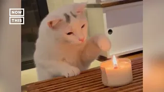 Curious Cat Plays With Candle Flame #Shorts