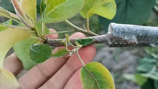 Прививка Груша на Боярышник / Grafting Pears on the Hawthorn