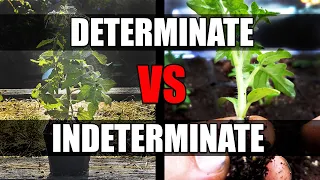 Determinate vs Indeterminate Tomatoes - Garden Quickie Episode 156