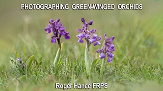 Photographing Green Winged Orchids with the Olympus EM1 MkIII