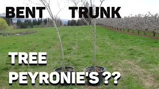 Straightening Crooked Tree Trunks