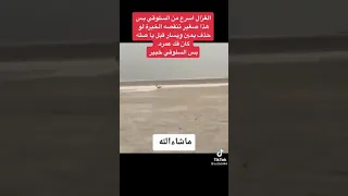 الغزال اسرع من السلوقي