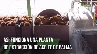 ASÍ FUNCIONA una planta de EXTRACCIÓN DE ACEITE DE PALMA parte 2 - TvAgro