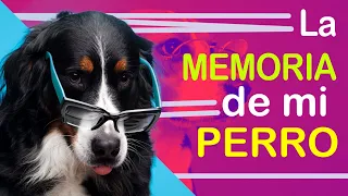 La MEMORIA de TU PERRO: Descubre la verdad sobre la cognición canina