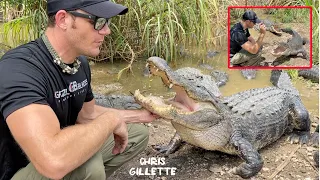 HUGE TRAINED ALLIGATORS - know their names and come when called!