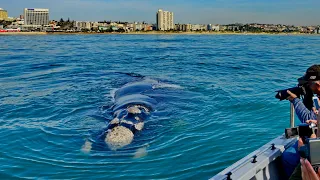 Mating Southern Right Whales | South Africa, Gqeberha | Port Elizabeth