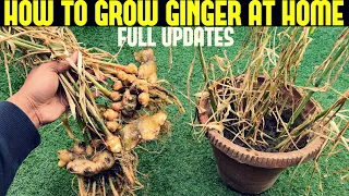 How to Grow Ginger in Containers| FULL INFORMATION