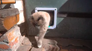 Котоход. Дверца для котов