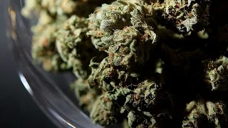 Michigan's marijuana business sees massive boom in pandemic, expected to surpass $1B