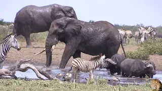 Beautiful Interaction Between Elephant Buffalo And Zebra