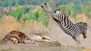 Зебра Вырубила Льва с Одного Удара - Самые Невероятные Битвы Животных