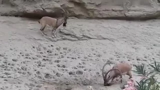 Ibex at Hingol National Park - Balochistan