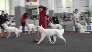 European Dog Show 2016 Brussels. Berger Blanc Suisse