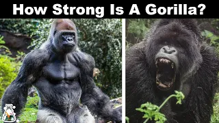 Why Gorillas Are So Strong?