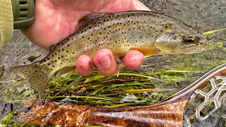 2023 Arizona White Mountains Apache, Brown and Rainbow Trout