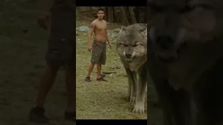 Сумерки волки 🐺