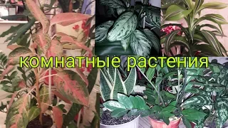 Комнатные растения и уход за ними.