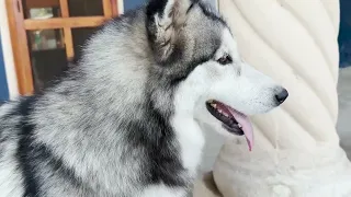 ¿Cómo cuidar a un husky?