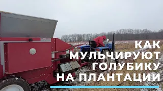 Мульчирование голубики на плантации. Специализированная техника.